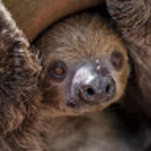 Meet your Posher, Elliott